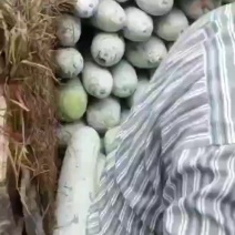 白皮吊冬瓜