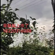 陕西早酥梨