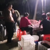 山东乐陵元红大枣鲜食枣圆铃大枣紫铃大枣新鲜大枣