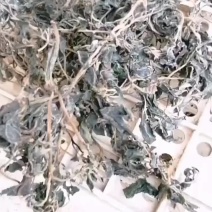 水煮马齿笕