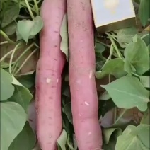 红薯，沙地红薯，秦五，产地直发。欢迎新老顾客致电