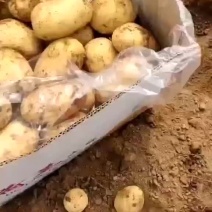土豆