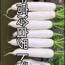威宁高冷萝卜大量市，0.3一斤，香甜可口