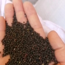 我们这里的纯本地油菜籽，货源充足，出油香，可视频验货