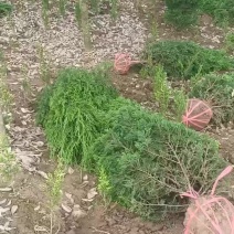 塔柏湖南塔柏塔柏树苗塔柏小苗