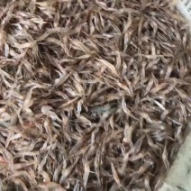 河虾大量有货