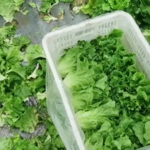 精品意大利生菜需要的下单