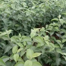 新品种苹果苗，桃苗，两年大苗，秋天大量出土