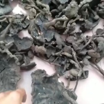 香血灵芝(有长脚，短脚，原肉的)一手货源，大量批发