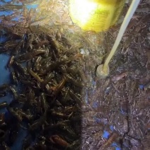 龙虾苗