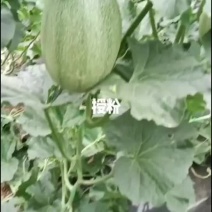 西洲蜜网纹瓜