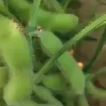 精品翠绿宝，诚信经营，欢迎洽谈合作，，，，，，，，