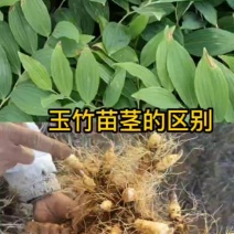 又大又好的鲜玉竹太漂亮了