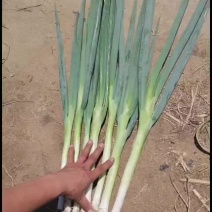 地膜葱
