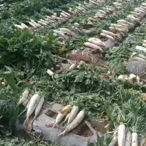 精品白萝卜基地直发品质保证可视频看货，欢迎来电