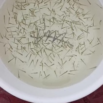 翘嘴(大白刁)