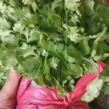 产地直发大叶香菜质量好价格美丽可以视频看货