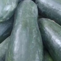 【推荐】黑皮冬瓜个头大条长大量出货质量保证欢迎来电
