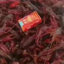 7全部一两一个的炮头，