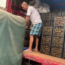 绿心猕猴桃🥝