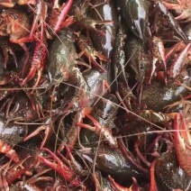 江苏兴化精品蟹塘虾，全国可发货，可一件代发，一件包邮！