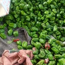 圆椒产地直供量大质优价格优惠一手货源欢迎咨询