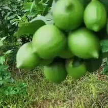 广东青柠檬基地直供