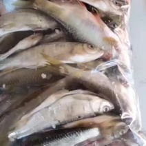 马口桃花鱼大大嘴马口小吸嘴