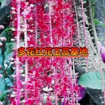 多花红花玉蕊基地