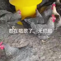 芦花鸡