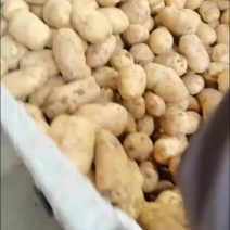 精品土豆