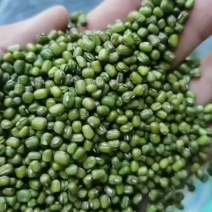大量出售电商绿豆4元每斤