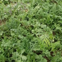 露地红蜜王西瓜