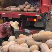 湖北嘉鱼早熟南瓜、蜜本南瓜，大量上市中！