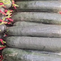 大棚吊冬瓜