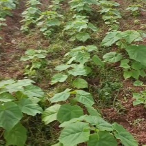 泡桐苗