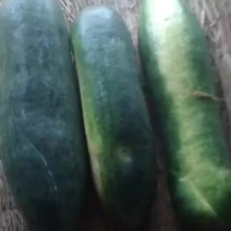 冬瓜，黑皮地冬瓜，大量出货，价格抄底，诚信代办，欢迎