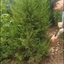 南县塔柏基地，1.2米高塔柏，1.5米高塔柏大量供应各种