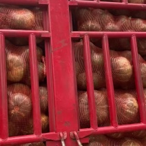 板栗南瓜板栗南瓜
