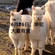 羊驼