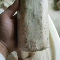 茯苓菌种出售，茯苓包回收量大从优。