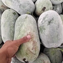 水果冬瓜大量上市