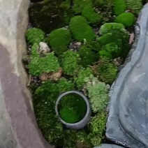 苔藓