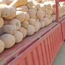 湖北基地出售精品南瓜，欢迎新老客户，前来定购
