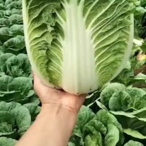 黄心大白菜4.5.6河北地区产地直销，欢迎联系咨询。