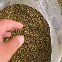 大量出售商超绿豆，质优价廉