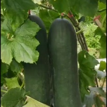 黑皮吊冬瓜