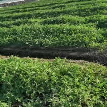 8424慈溪海地西瓜100亩已经30亩卖了