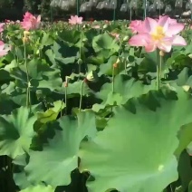 少量莲蓬上市有需要的可以联系