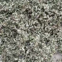 艾叶，端午前后的艾叶！